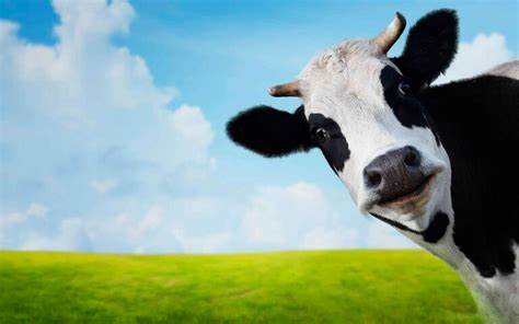 Happy cows give more milk